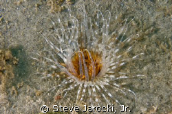 Interesting Sea Anemone photographed in South Florida by Steve Jarocki, Jr. 